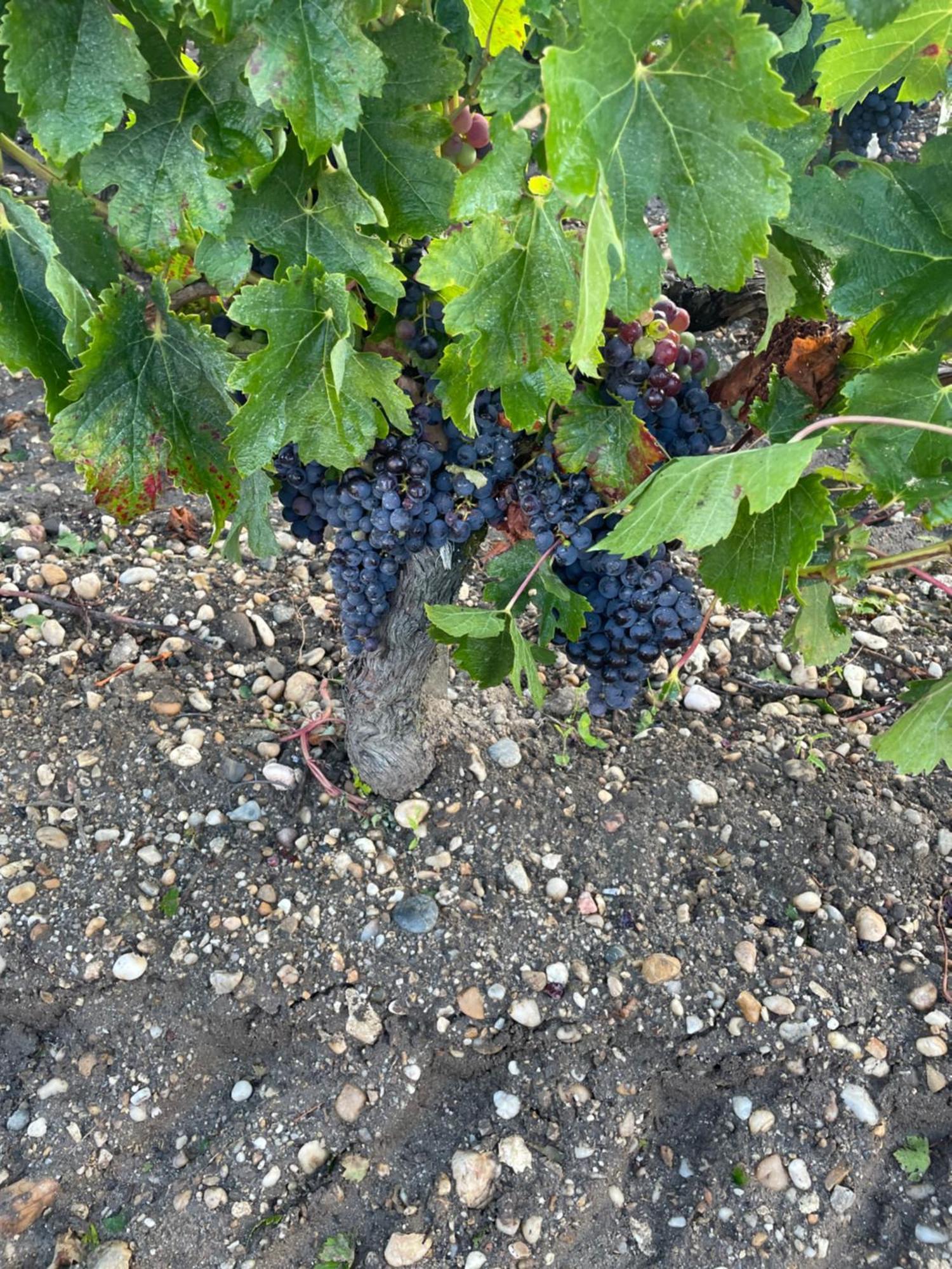 Domaine Des Quatre Terres Villa Lesparre-Médoc Exteriör bild