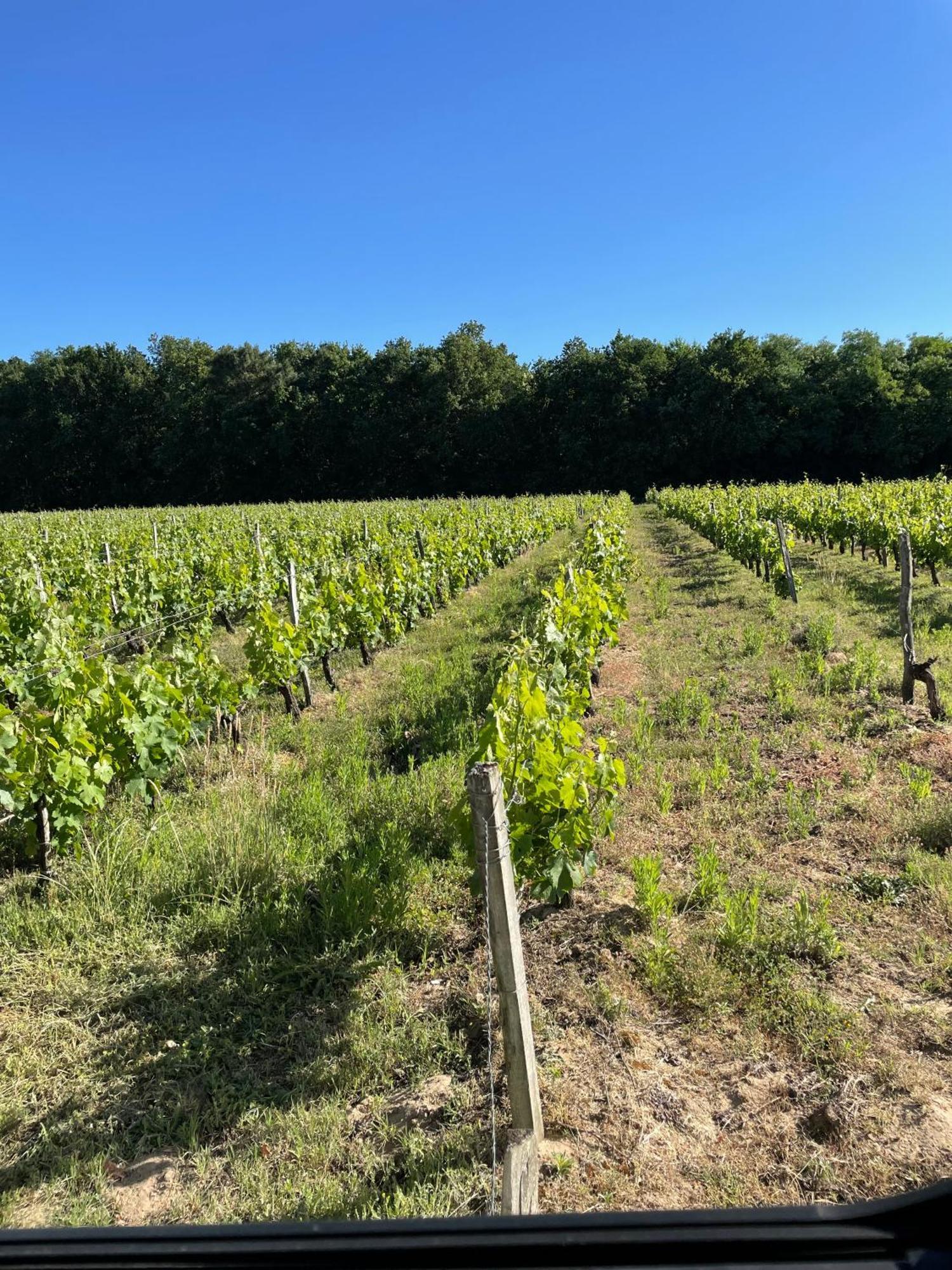 Domaine Des Quatre Terres Villa Lesparre-Médoc Exteriör bild